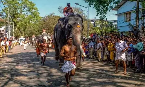 ఏనుగుల మధ్య పరుగు పందెం.. దద్దరిల్లిన ఆలయ ప్రాంగణం (వీడియో)