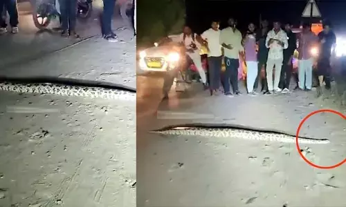 అమ్మో.. ఎంత పెద్ద కొండ చిలువో! ఖమ్మం జిల్లాలో రోడ్డుపై భారీ కొండచిలువ
