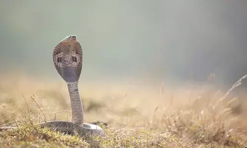 King Cobra: భూమిపై 12 అతిపెద్ద విషపూరిత సర్పాలు ఇవే.. వేలాదిగా పాము కాటు మరణాలు