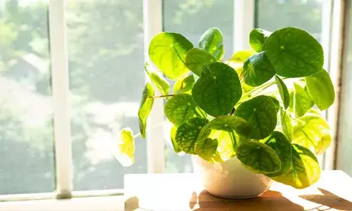Money plant: మనీ ప్లాంట్‌తో అనారోగ్య సమస్యలు.. నిపుణులు ఏం చెబుతున్నారంటే..?