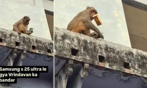 Viral Video: భలే కోతి.. మామిడి పండ్ల కోసం ఈ మంకీ ఏం చేసిందో తెలిస్తే ఆశ్చర్యపోతారు!