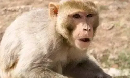 Viral Video: ఇది చాలా ఇంటెలిజెంట్ కోతి.. లక్ష విలువ చేసే వస్తువు ఎత్తుకెళ్లి మరీ.. ఏం చేసిందంటే?