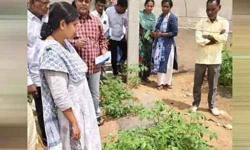 ఉద్యాన పంటల సాగు లాభదాయకం