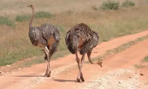 Ostriches eating stones: వామ్మో.. ఈ పక్షులు రాళ్లను సైతం ఆరగించేస్తాయి!