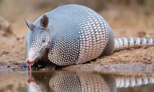 Armadillo: ఈ జంతువును తుపాకీతో కాల్చినా దానికి ఏమీ కాదు..బుల్లెట్ ప్రూఫ్ ఎనిమల్‌ గురించి తెలుసుకోండి!