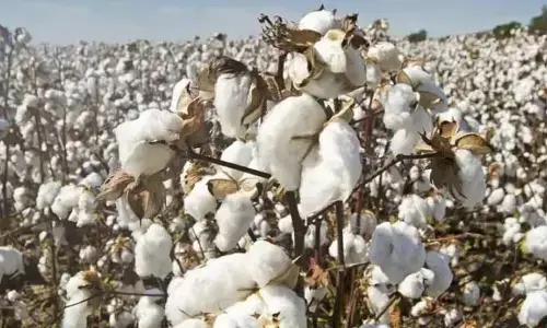Cotton: పత్తి రైతులు ఈ జాగ్రత్తలు పాటిస్తే.. లాభాలే లాభాలు..!