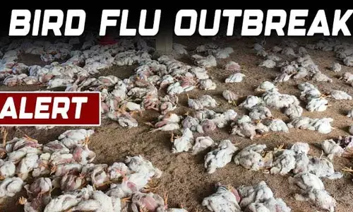 Bird Flu : హైదరాబాద్ లో బర్డ్ ఫ్లూ కలకలం