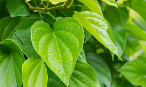 Betel Leaves: తమలపాకు తినడం వలన ఇన్ని ఉపయోగాలున్నాయని తెలుసా ..!