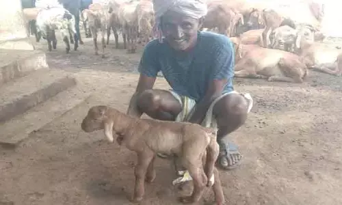 ఏవండోయ్ ఈ వింత చూశారా..?
