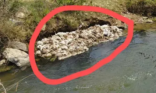 మరోసారి బర్డ్ ఫ్లూ విజృంభణ