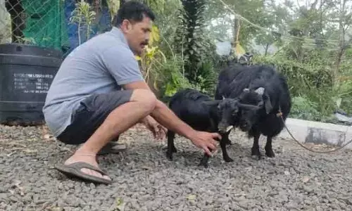 Guinness world Records: గిన్నిస్ రికార్డు సాధించిన మేక.. ఎందులో అంటే?