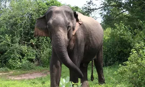 Elephant: ఒంటరిగా వెళ్లి బీభత్సం.. ఆవు అక్కడికక్కడే మృతి