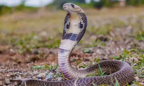 snake bite : పరీక్ష కేంద్రంలో పాము.. ఇన్విజిలేటర్​ను కాటేసింది..