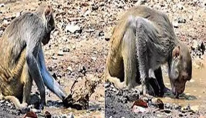 అయ్యో పాపం.. ఈ వానరానికి ఎంత కష్టమొచ్చిందో! అయ్యో పాపం.. ఈ వానరానికి ఎంత కష్టమొచ్చిందో!