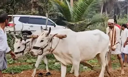 నాగలి పట్టి పొలం దున్నిన ఎంపీ.. వైరల్ అవుతోన్న వీడియో!