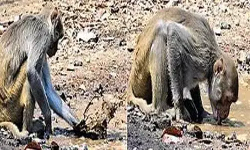 అయ్యో పాపం.. ఈ వానరానికి ఎంత కష్టమొచ్చిందో!