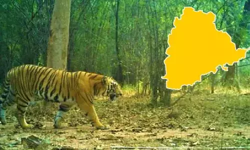 TG: ఫారెస్ట్ వైల్డ్ లైఫ్ @ తెలంగాణ.. వెల్లడించిన సర్వే ఆఫ్​ఇండియా