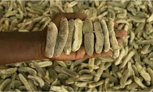 Sea Cucumbers: పట్టుబడిన సముద్ర దోసకాయలు.. వాటి ధర, ప్రత్యేకత తెలిస్తే షాక్ అవుతారు