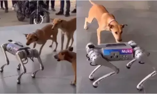 Viral Video: రోబోట్ డాగ్‎ను చూసి రియల్ డాగ్స్ రియాక్షన్ ఎలా ఉందంటే?..వీడియో వైరల్