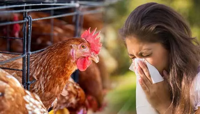 Bird flu: మనుషులకు సోకుతున్న బర్డ్ ఫ్లూ.. లక్షణాలు, తీసుకోవాల్సిన జాగ్రత్తలివే Bird flu: మనుషులకు సోకుతున్న బర్డ్ ఫ్లూ.. లక్షణాలు, తీసుకోవాల్సిన జాగ్రత్తలివే