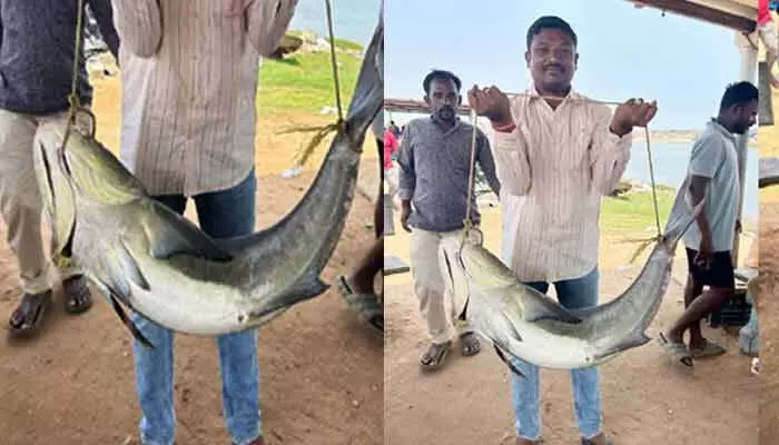 Uppada: మత్య్సకారుడికి 20 కేజీల అరుదైన చేప లభ్యం Uppada: మత్య్సకారుడికి 20 కేజీల అరుదైన చేప లభ్యం