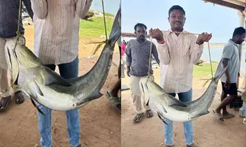 Uppada: మత్య్సకారుడికి 20 కేజీల అరుదైన చేప లభ్యం
