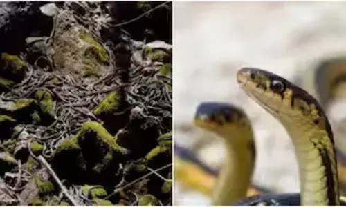 Viral News: 7500 పాములు ఒకే చోట.. స్నేక్స్ హనీ మూన్ స్పాట్ ఇదే