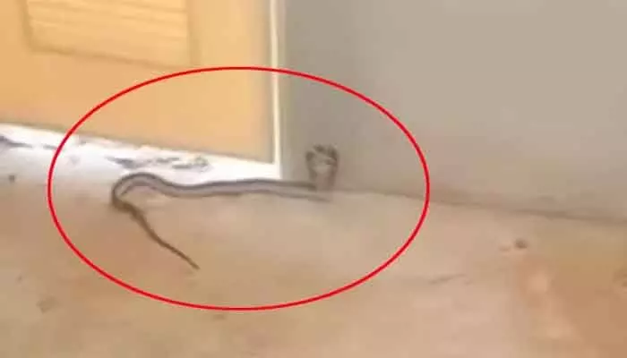 Viral video:నీ కష్టం పగవాడికి కూడా రావొద్దు బ్రో.. బాత్రూమ్ వెళ్లిన వ్యక్తి ఏం జరిగిందంటే? Viral video:నీ కష్టం పగవాడికి కూడా రావొద్దు బ్రో.. బాత్రూమ్ వెళ్లిన వ్యక్తి ఏం జరిగిందంటే?
