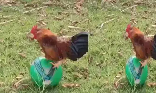 Viral video: ఫుట్ బాల్ ఆడిన కోడిపుంజు.. నెటిజన్ల లైకుల వర్షం