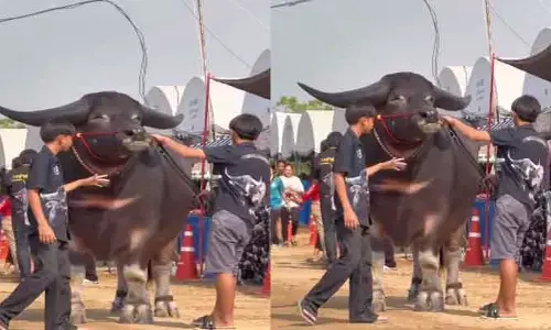 Viral video: వామ్మో.. ఇదేంటి ఇంతుంది? ఇలాంటి గెదేను ఎప్పుడైనా చూశారా?