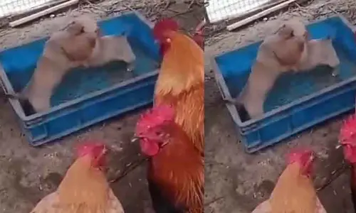 Viral video: ఇలాంటి పోటీ నెవర్ బిఫోర్.. ఎవర్ ఆఫ్టర్.. మీరు కూడా చూసి ఎంజాయ్ చేయండి!