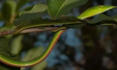 Rare snake: యూపీలో అరుదైన పాము.. దేశంలో కేవలం రెండుసార్లే ప్రత్యేక్షం