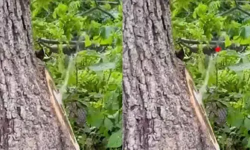 Neem tree: వేప చెట్టు నుంచి ఎగిసిపడుతున్న కల్లు