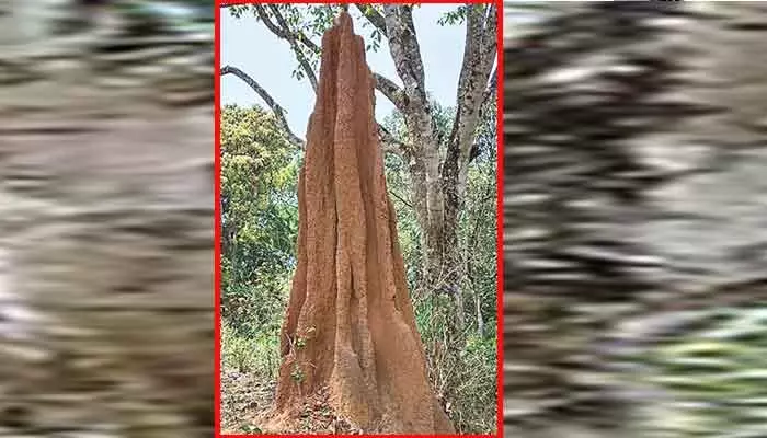 వామ్మో చెట్టంత పుట్ట.. ఏకంగా 10 అడుగుల ఎత్తు..! వామ్మో చెట్టంత పుట్ట.. ఏకంగా 10 అడుగుల ఎత్తు..!