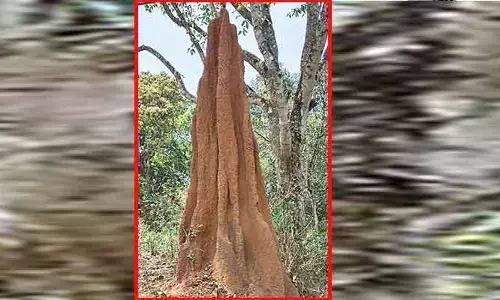 వామ్మో చెట్టంత పుట్ట.. ఏకంగా 10 అడుగుల ఎత్తు..!