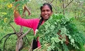 The Moringa Queen.. పొన్నరసి.! The Moringa Queen.. పొన్నరసి.!