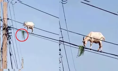 Viral Goat: అక్కడికెలా ఎక్కావే! కరెంట్ తీగలపై మేతకెళ్లిన మేక.. అది చూసిన నెటిజన్లు షాక్ (వీడియో)