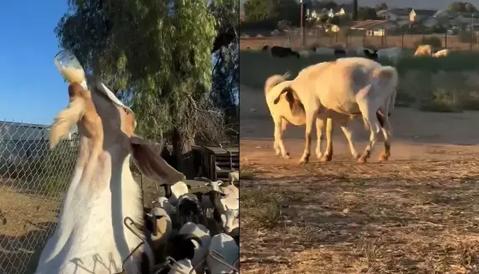 బీరు తాగి మేక హల్చల్... గిరా గిరా తిరుగుతోంది!