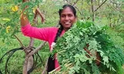 The Moringa Queen.. పొన్నరసి.!
