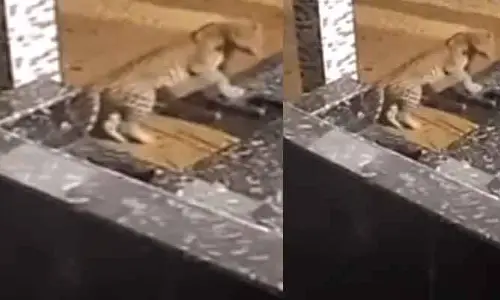 Viral video: ఇలాంటి సీన్ ఎప్పుడు చూసుండరు.. చిరుతను భయంతో పరుగులు పెట్టించిన కుక్క