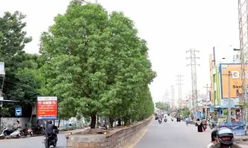కోనోకార్పస్ చెట్లు. మంచివే!