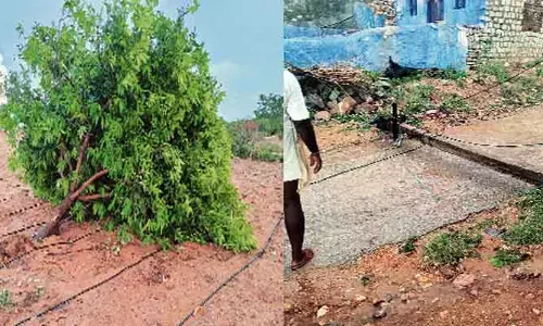 ఏపీలో గాలివాన బీభత్సం.. మిర్చి, మామిడి రైతుల అష్టకష్టాలు