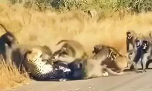 Viral video: చిరుతపులికి చెమటలు పట్టించిన వానర సైన్యం.. షాకింగ్ వీడియో వైరల్