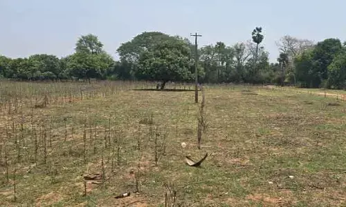 ఖండాంతరాలకు వ్యాపించిన  దిశ కథనాలు.. సంగతేంటో తెలుసా..?