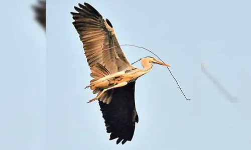 Narayana bird: రాష్ట్రంలో అరుదైన పక్షి ప్రత్యేక్షం.. ఎక్కడంటే?