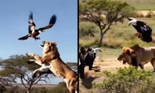 Viral Video: తాడి తన్నేవాడుంటే వాడి తల తన్నే వాడు ఉంటాడు..ఈ వీడియో చూస్తే మీరే ఒప్పుకుంటారు