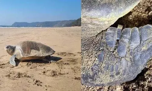 Viral News:ఈ తాబేలు ప్రయాణం.. ఒడిశా టు ముంబై వయా శ్రీలంక చివరికి ఎక్కడకి వచ్చిందంటే?.. ఇదంతా పిల్లల కోసమేనా!