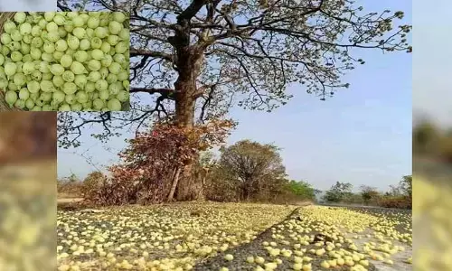 ఆదివాసీల అస్తిత్వంలో.. ఇప్ప పువ్వు మూలాధారం