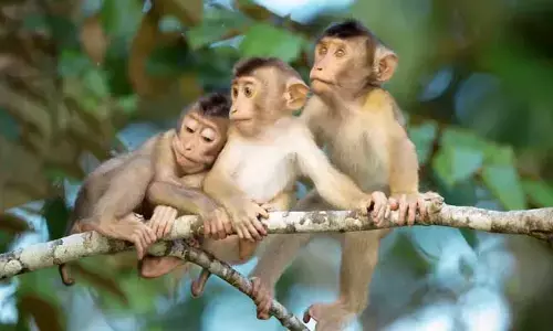 ఒక‌సారి వ‌నాల‌ను వీడిన వానరాలు మ‌ళ్ళీ అడ‌వి బాట పట్టవు.. మంత్రి కీలక వ్యాఖ్యలు