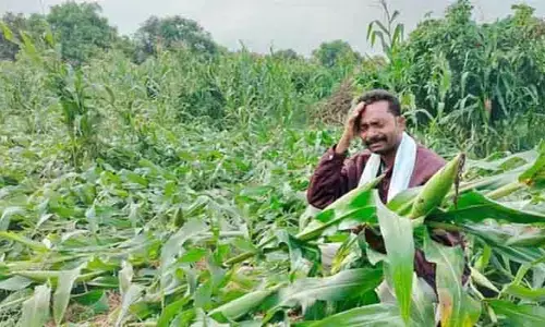 అకాల వర్షాలతో అన్నదాతల అరిగోస.. చేతికొచ్చిన పంట నేలపాలు